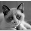 Animaux